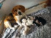  - Bébés Beagle à reserver